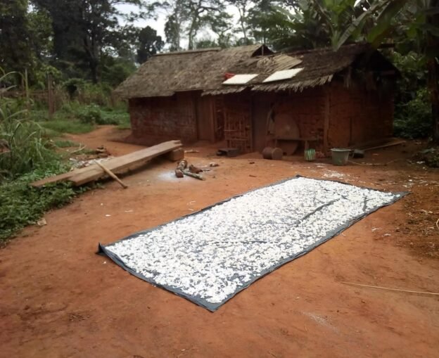  Sédentarisation des pygmées Bakas : Péril sur la culture culinaire à Lomié